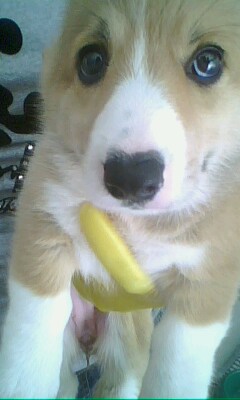 ＣＹ１２２威爾斯柯基犬 ( 潘布魯克犬 ) Pombroke Welsh Corgi  
